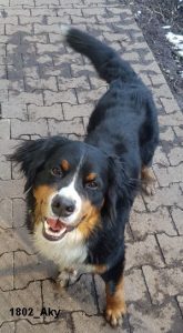 Bruno