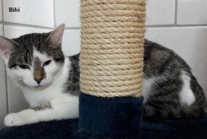 Bibi