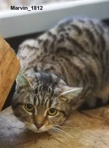 Marvin
