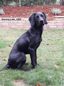 Sammy