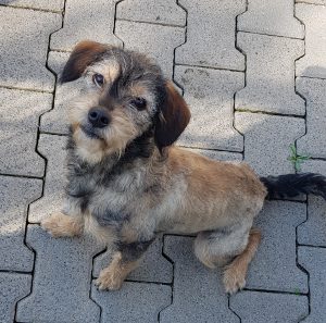 Betty-hat Interessenten